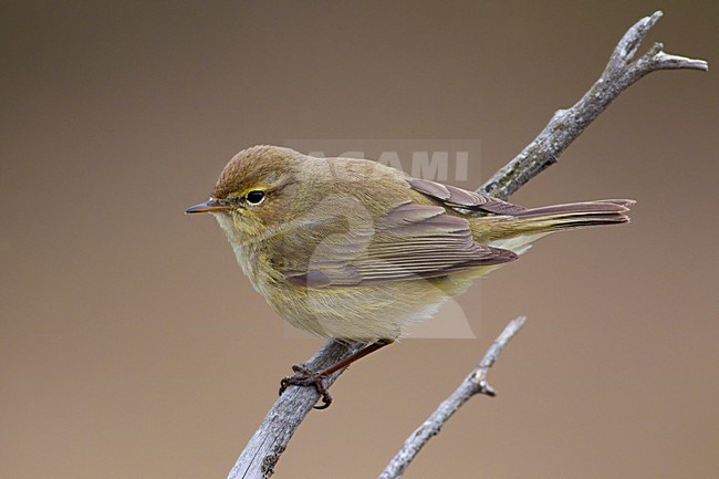 Tjiftjaf zittend op een tak; Common Chiffchaff perched on a branch stock-image by Agami/Daniele Occhiato,