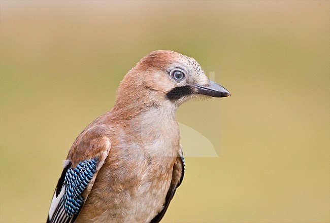 Gaai close-up; Eurasian jay close up stock-image by Agami/Marc Guyt,