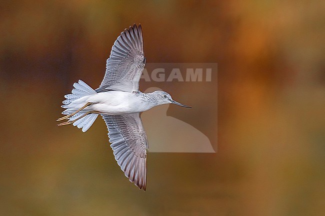 Greenshank (Tringa nebularia) in Italy. stock-image by Agami/Daniele Occhiato,