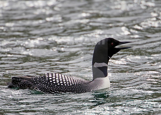 Great Northern Loon adult swimming; IJsduiker volwassen zwemmend stock-image by Agami/Markus Varesvuo,