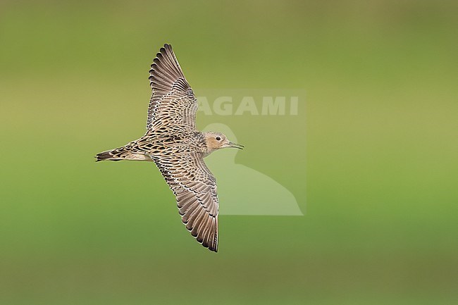 Adult breeding
Galveston Co., TX
May 2023 stock-image by Agami/Brian E Small,