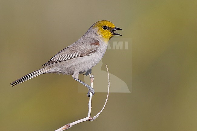 Adult male
Riverside Co., CA
March 2012 stock-image by Agami/Brian E Small,