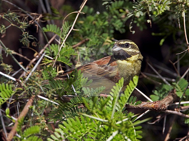 Mannetje Cirlgors; Male Cirl Bunting stock-image by Agami/Markus Varesvuo,