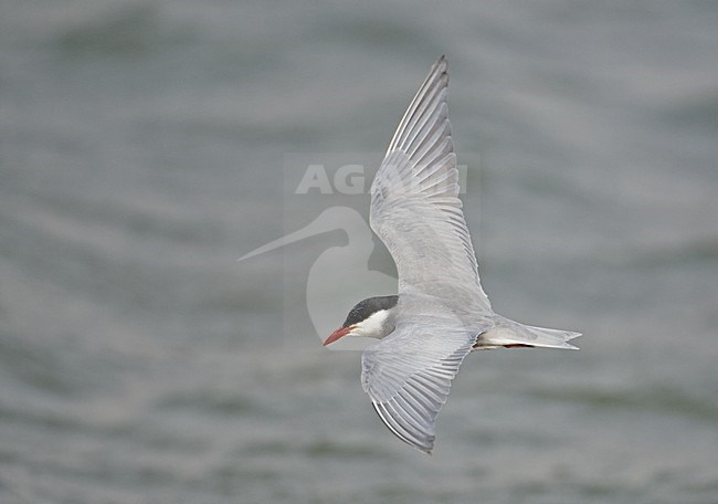 Volwassen Witwangstern in vlucht, Adult Whiskered Tern in flight stock-image by Agami/Markus Varesvuo,