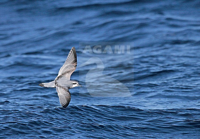 Antarctische Prion (Pachyptila desolata) flying over the sea near Antarctica. stock-image by Agami/Pete Morris,