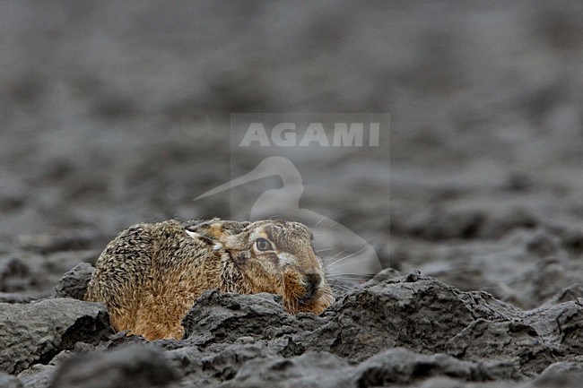 Europese Haas op een omgeploegde akker; European Hare on a ploughed field stock-image by Agami/Rob Olivier,