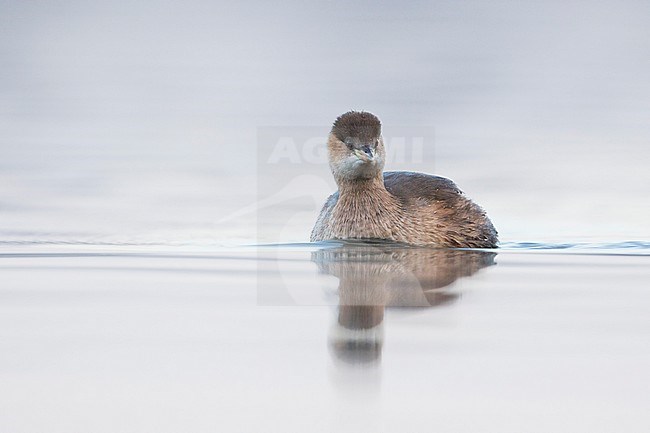 Adult Little Grebe (Tachybaptus ruficollis ssp. ruficollis) in winter plumage swimming in fresh water lake in France. stock-image by Agami/Ralph Martin,