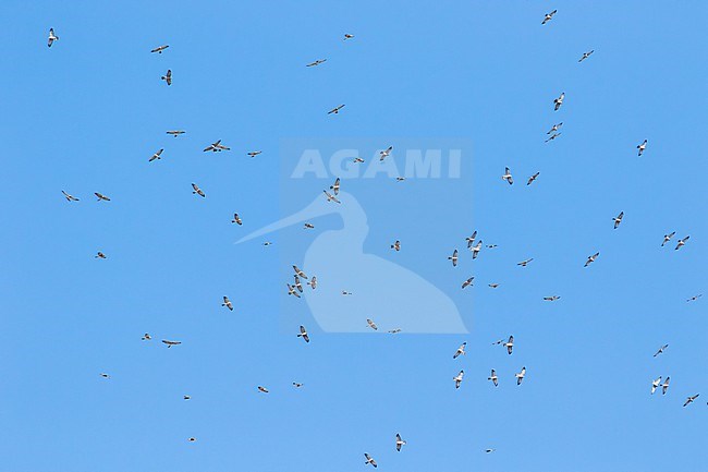 Flock of Levant Sparrowhawks (Accipiter brevipes) migrating over Israel. stock-image by Agami/Yoav Perlman,