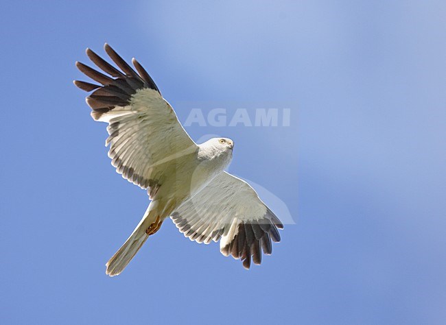 Blauwe Kiekendief; Hen Harrier; Circus cyaneus stock-image by Agami/Jari Peltomäki,