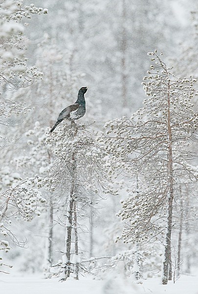 Capercaillie male (Tetrao Urogallus) Salla Finland February 2018 stock-image by Agami/Markus Varesvuo,