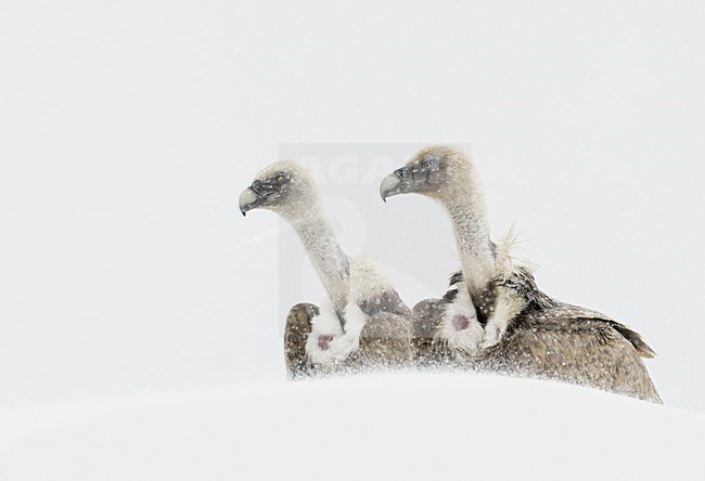 Vale Gieren in de sneeuw; Griffon Vultures in snow stock-image by Agami/Markus Varesvuo,