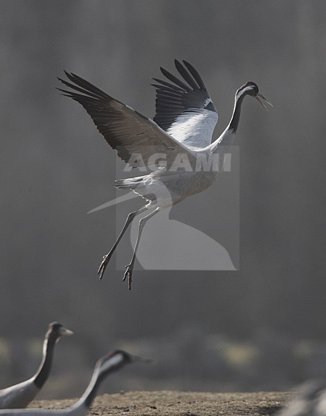 Common Crane adult flying; Kraanvogel volwassen vliegend stock-image by Agami/Jari Peltomäki,
