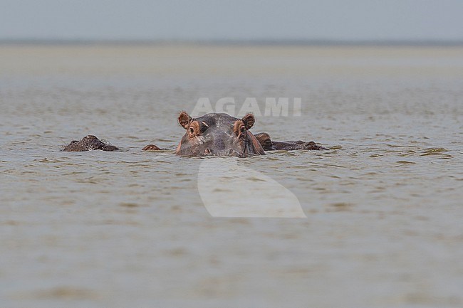 Hippopotamus, Hippopotamus amphibius, looking at the camera. Voi, Lake Gipe, Tsavo, Kenya stock-image by Agami/Sergio Pitamitz,