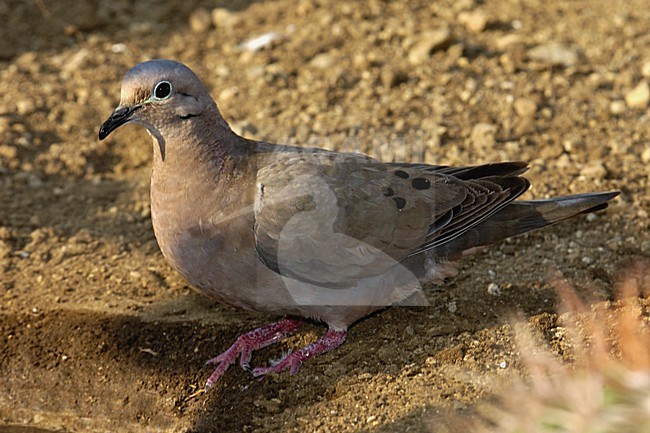 Eared Dove perched on ground; Geoorde Treurduif zittend op grond stock-image by Agami/Rob Riemer,