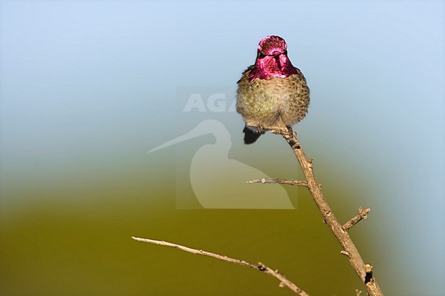 Annas kolibrie man zittend op tak; Annas Hummingbird male perched on branch stock-image by Agami/Martijn Verdoes,