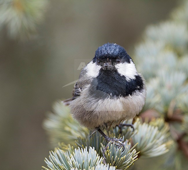 Cyprus Coal Tit - Tannenmeise - Parus ater ssp. atlas, Morocco, adult stock-image by Agami/Ralph Martin,