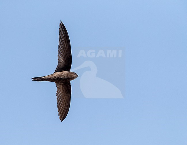 Plain Swift (Apus unicolor) in flight on island of Madeira. Seen from below. stock-image by Agami/Marc Guyt,