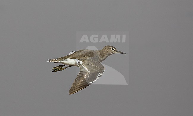 Oeverloper in de vlucht; Common Sandpiper in flight stock-image by Agami/Markus Varesvuo,