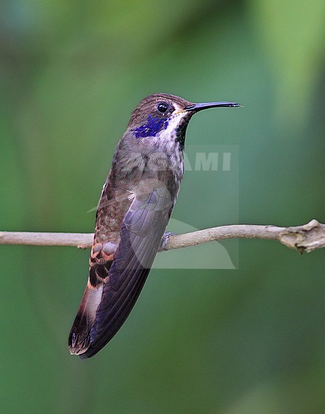 Brown Violet-ear, Colibri delphinae stock-image by Agami/Greg & Yvonne Dean,