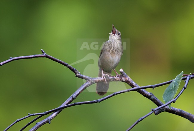 Singing River Warbler, Locustella fluviatilis stock-image by Agami/Harvey van Diek,