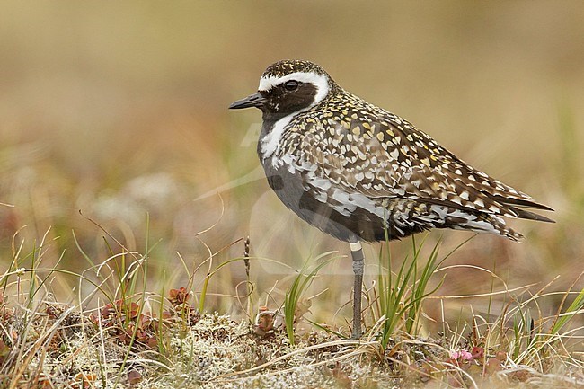 Pacific Golden Plover (Pluvialis fulva)  perched on the tundra in Nome, Alaska. stock-image by Agami/Glenn Bartley,