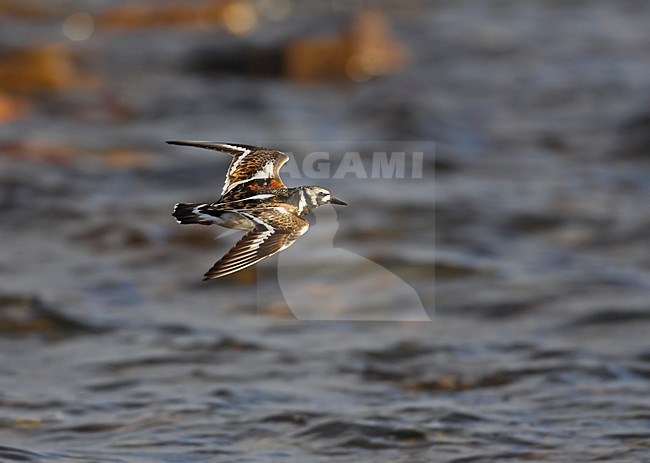 Steenloper in vlucht; Ruddy Turnstone in flight stock-image by Agami/Markus Varesvuo,