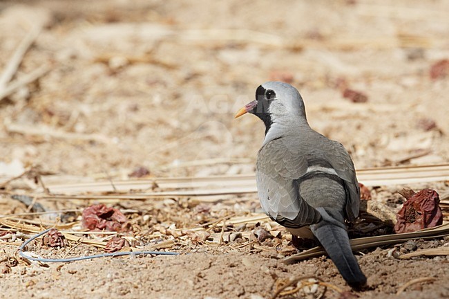 Mannetje Maskerduif; Male Namaqua Dove stock-image by Agami/Markus Varesvuo,