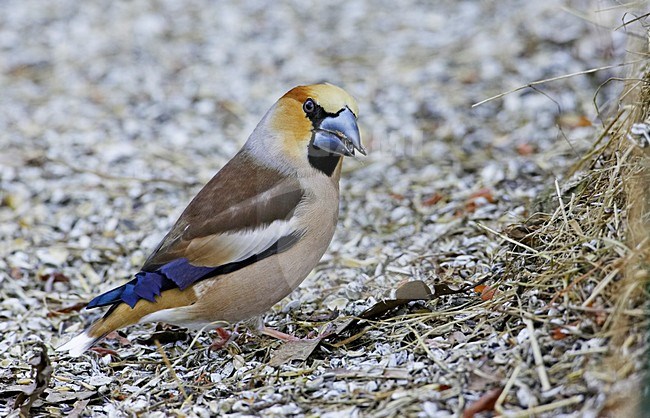 Appelvink zittend op grond; Hawfinch perched on ground stock-image by Agami/Markus Varesvuo,