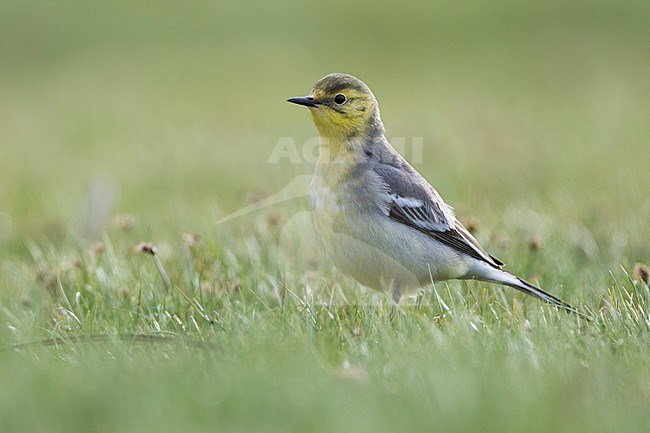 Citrine Wagtail (Motacilla citreola citreola), Russia (Baikal), adult, female stock-image by Agami/Ralph Martin,