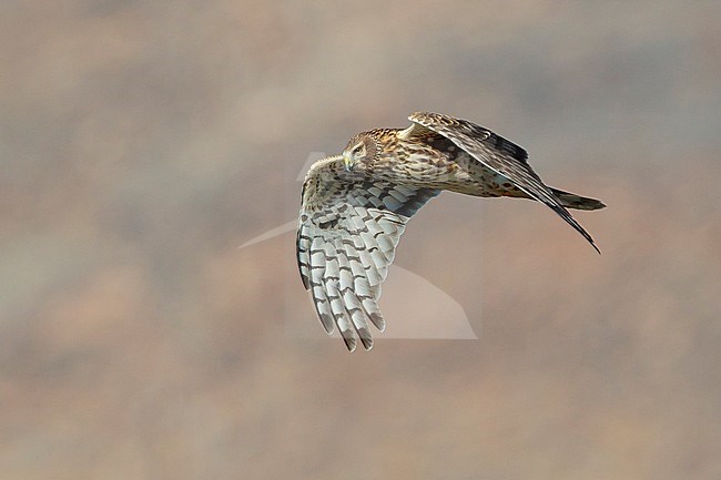 Adult female Northern Harrier (Circus hudsonius) in flight
Riverside Co., CA
November 2016 stock-image by Agami/Brian E Small,