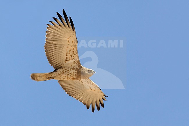 Juveniele Slangenarend in flight; Juvenile Short-toed Eagle in flight stock-image by Agami/Daniele Occhiato,