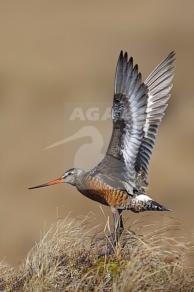 Adult male Hudsonian Godwit (Limosa haemastica) in summer plumage on the arctic tundra of 
Churchill, Manitoba in Canada. stock-image by Agami/Brian E Small,