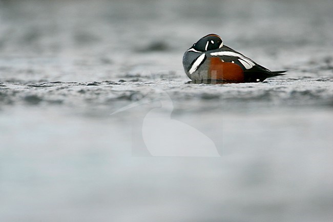 Mannetje Harlekijneend in IJslandse rivier; Male Harlequin Duck in Icelandic river stock-image by Agami/Menno van Duijn,