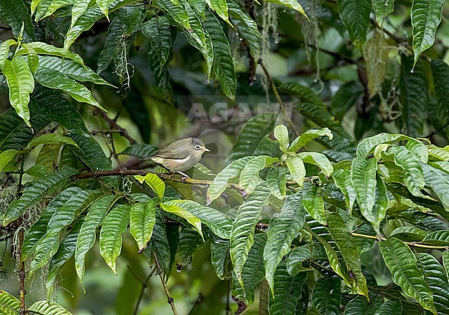 Sao Tome White-eye (Zosterops feae), an endemic white-eye to the island of São Tomé, where it occurs in the central massif and in the southwest.  It is threatened by habitat loss. stock-image by Agami/Pete Morris,
