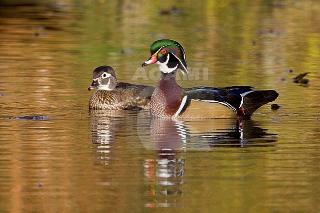 Wood Duck (Aix sponsa) swimming on a golden pond in Victoria, BC, Canada. stock-image by Agami/Glenn Bartley,