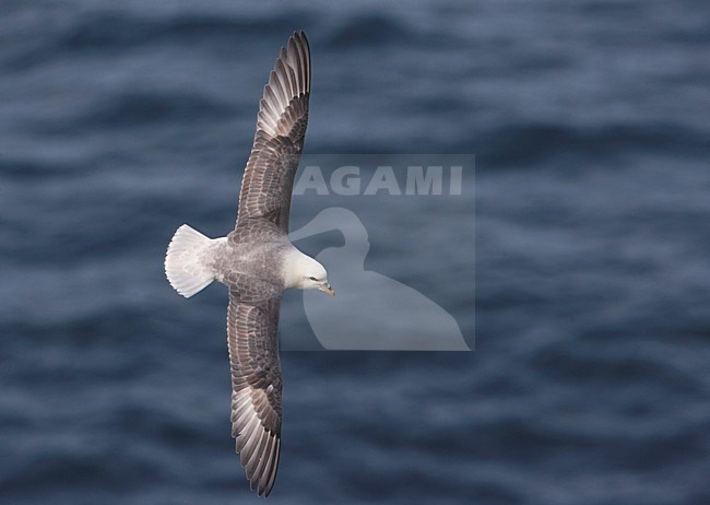 Noordse Stormvogel, Northern Fulmar, Fulmarus glacialis stock-image by Agami/Markus Varesvuo,