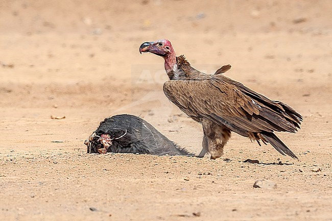 Adult Southern Lappet-faced Vulture (Torgos tracheliotos nubicus) sitting near camel market in desert, Bir Shelatein, Egypt. stock-image by Agami/Vincent Legrand,