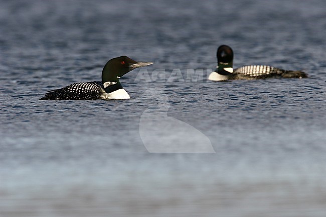 Volwassen IJsduikers in zomerkleed; Adult Great Northern Loons in summer plumage stock-image by Agami/Menno van Duijn,