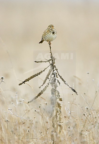 Zingende Grauwe Gors; Singing Corn Bunting stock-image by Agami/Markus Varesvuo,