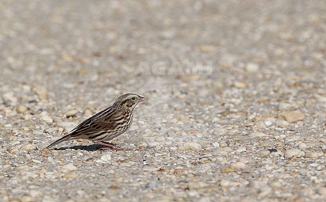 Savannah Sparrow (Passerculus sandwichensis savanna), walking on ground at Cape May, New Jersey, USA stock-image by Agami/Helge Sorensen,