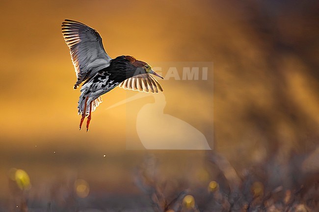 Adult male Ruff (Philomachus pugnax) in Norway. stock-image by Agami/Daniele Occhiato,