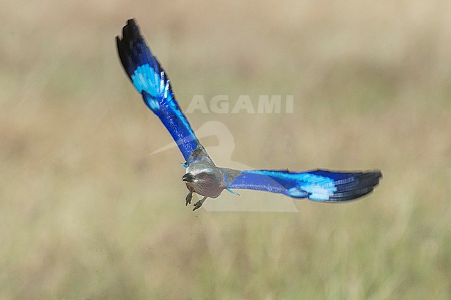 A lilac-breasted roller, Coracias caudata, in flight. Masai Mara National Reserve, Kenya, Africa. stock-image by Agami/Sergio Pitamitz,