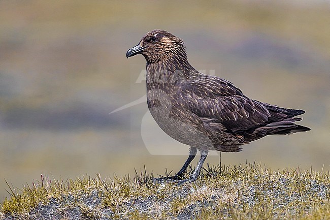 Great Skua (Catharacta skua) in breeding habitat on the arctic tundra of Iceland during late spring. stock-image by Agami/Daniele Occhiato,