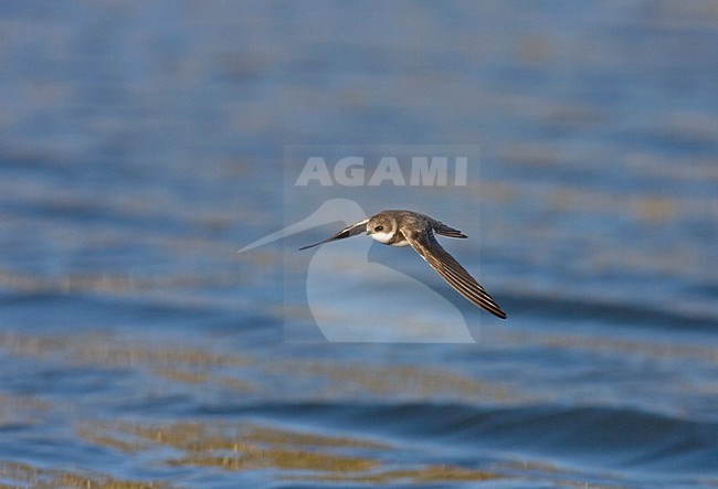 Sand martin in flight, Oeverzwaluw in vlucht stock-image by Agami/Jari Peltomäki,