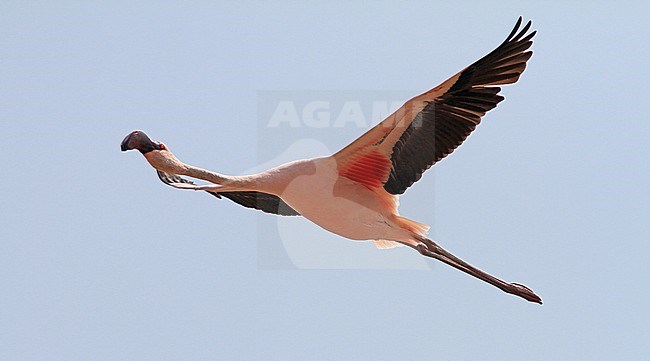 Kleine Flamingo, Lesser Flamingo, Phoeniconaias minor stock-image by Agami/Pete Morris,