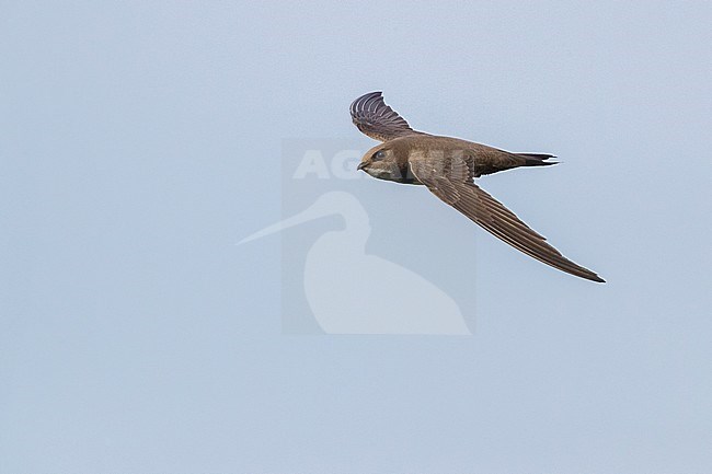 Alpine Swift (Tachymarptis melba), side view of an adult in flight, Campania, Italy stock-image by Agami/Saverio Gatto,