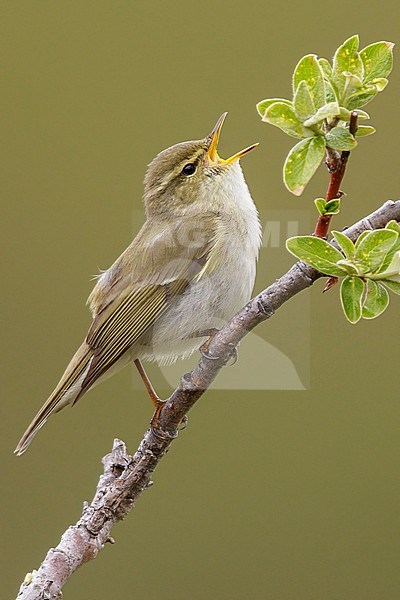 Arctic warbler (Phylloscopus borealis) perched on a branch in Nome, Alaska. stock-image by Agami/Glenn Bartley,