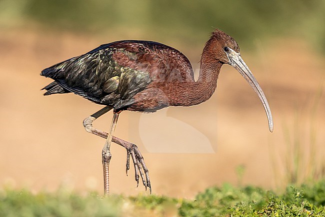 Glossy Ibis walking in the pond showing his iridescent collors stock-image by Agami/Onno Wildschut,