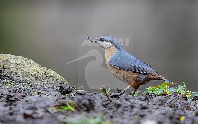 Adult Caspian Wood Nuthatch (Sitta europaea rubiginosa) perched on a branch in Khanbulan Lakeside Walking Park, Azerbijan. stock-image by Agami/Vincent Legrand,