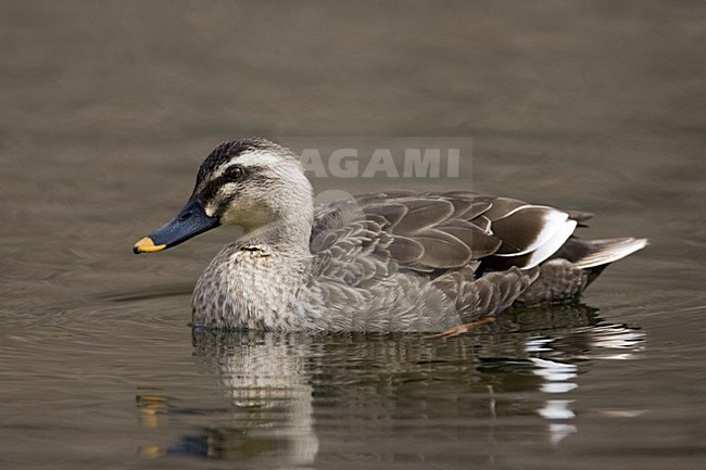 Eastern Spot-billed Duck swimming; Oostelijke Vlekbekeend zwemmend stock-image by Agami/Marc Guyt,